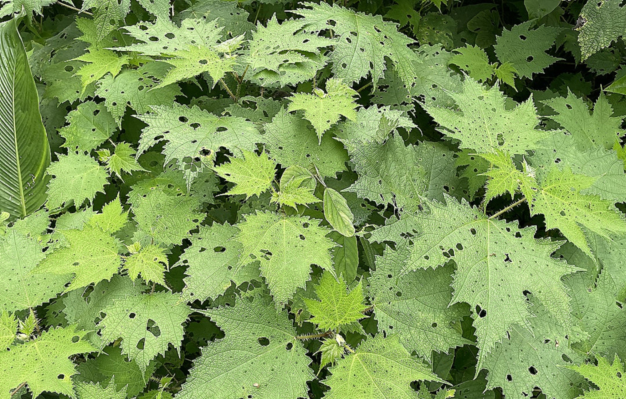 摸到火麻树的树叶会疼一周?我emo了