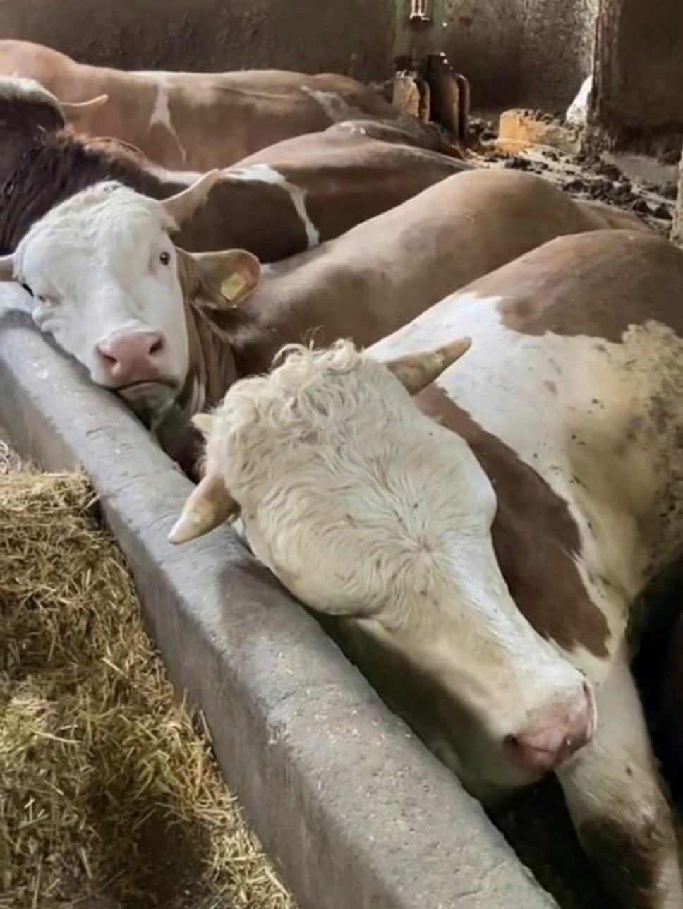 牛吃了午饭也要睡午觉的,这些牛睡午觉的样子真的可爱