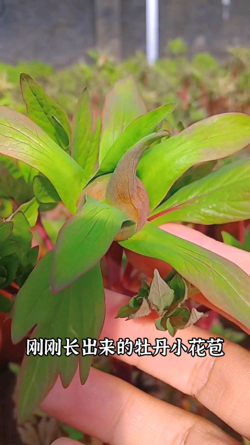 冬天里盛开的牡丹花,生长过程记录-度小视