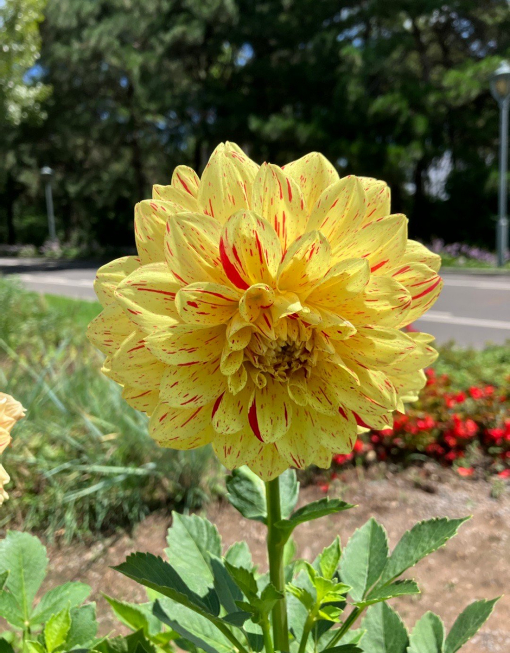 沈阳世博园(沈阳植物园)大丽花展,我丈夫管它叫"二乔大丽花",因为有一