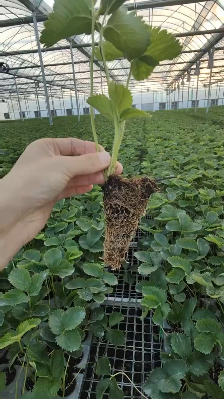 越秀基质穴盘草莓苗!口感之王,硬度之王!