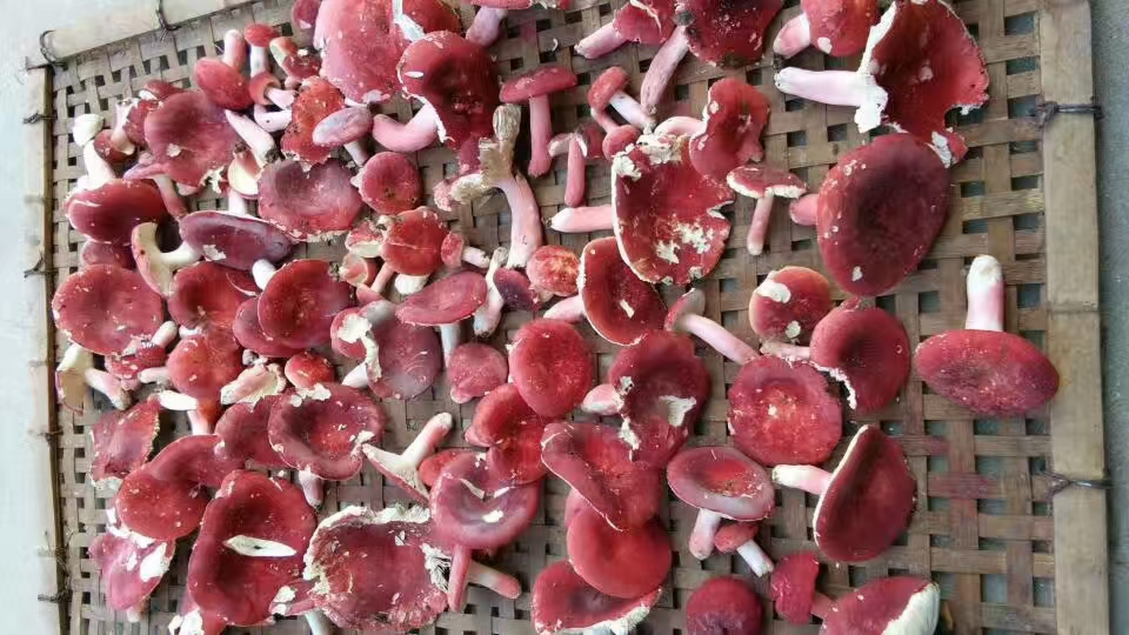 野生大红菇是稀有珍贵的食用菌,具有食跟药的价值,肉质鲜嫩,清甘