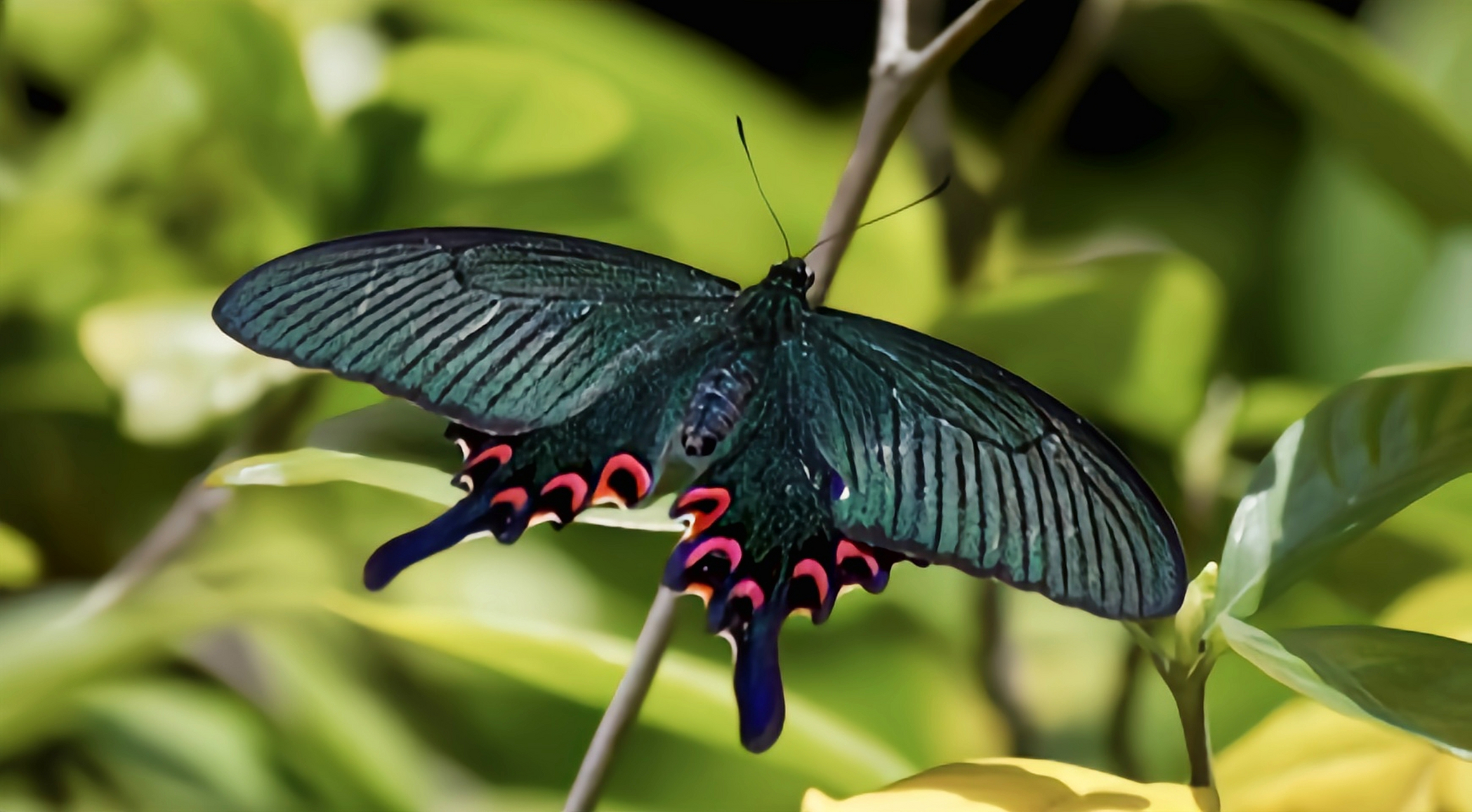 每天认识一种昆虫——穹翠凤蝶 穹翠凤蝶是凤蝶科,凤蝶属昆虫,它是原