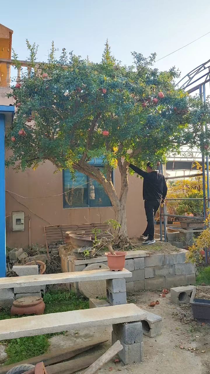 大冠幅景观石榴树,硕果累累枝繁叶茂,适合庭院种植,开红花,结红果-度