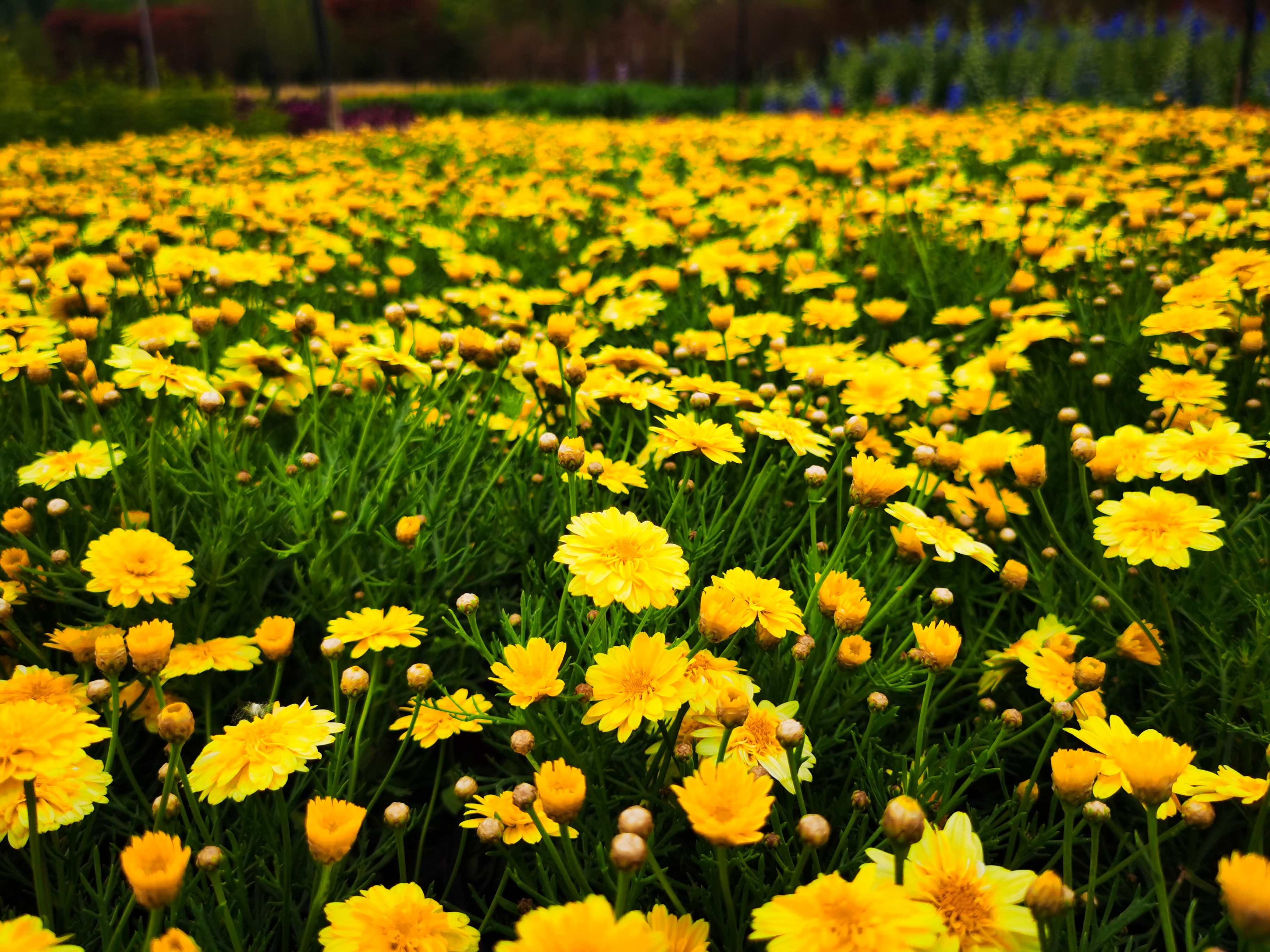 五一国庆前后花坛花境植物材料时令草花