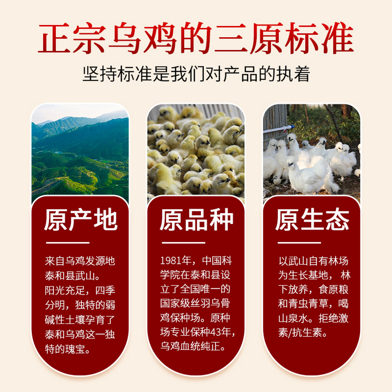 探寻泰和乌鸡的奥秘,了解它独特的吃法!