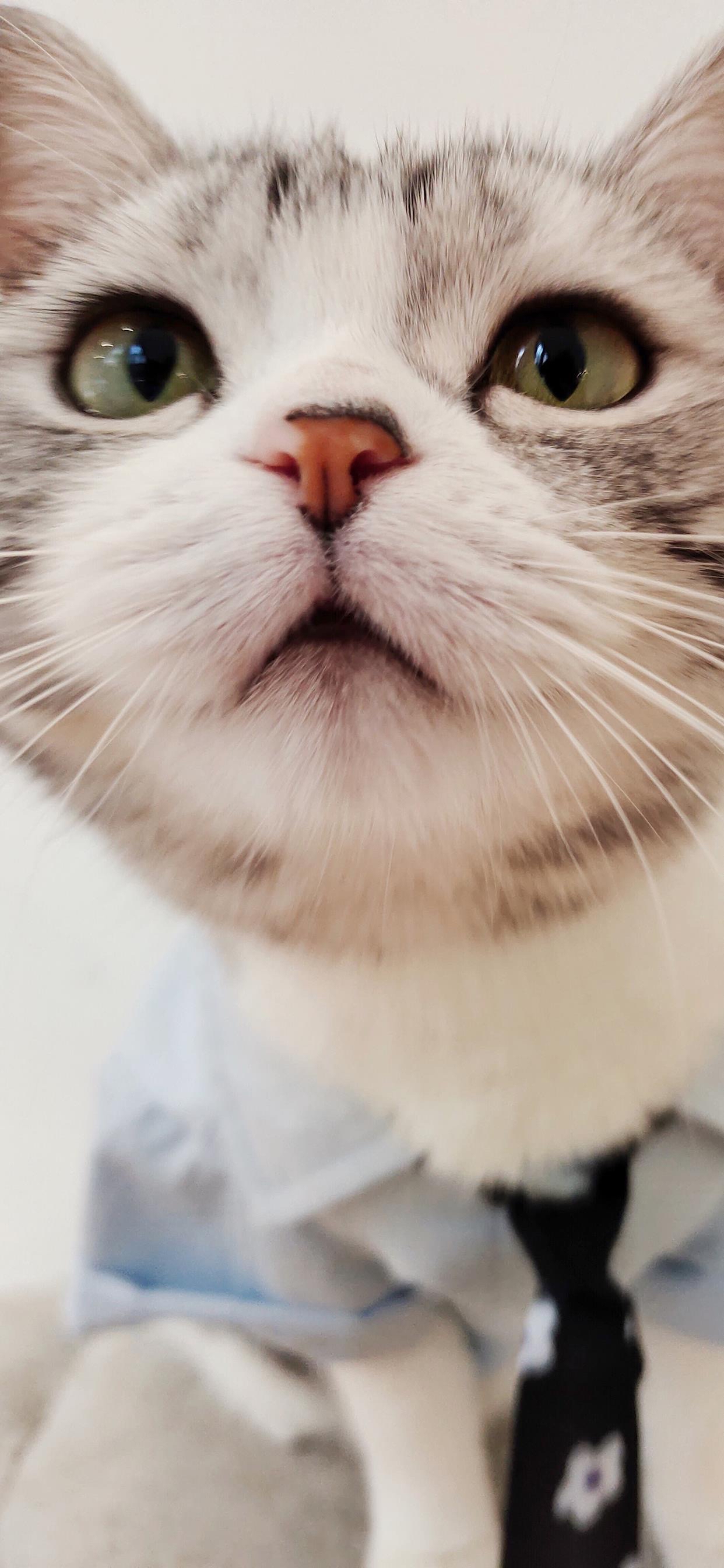 高清壁纸,萌宠合集