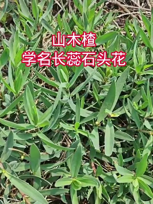 山木楂 学名长蕊石头花