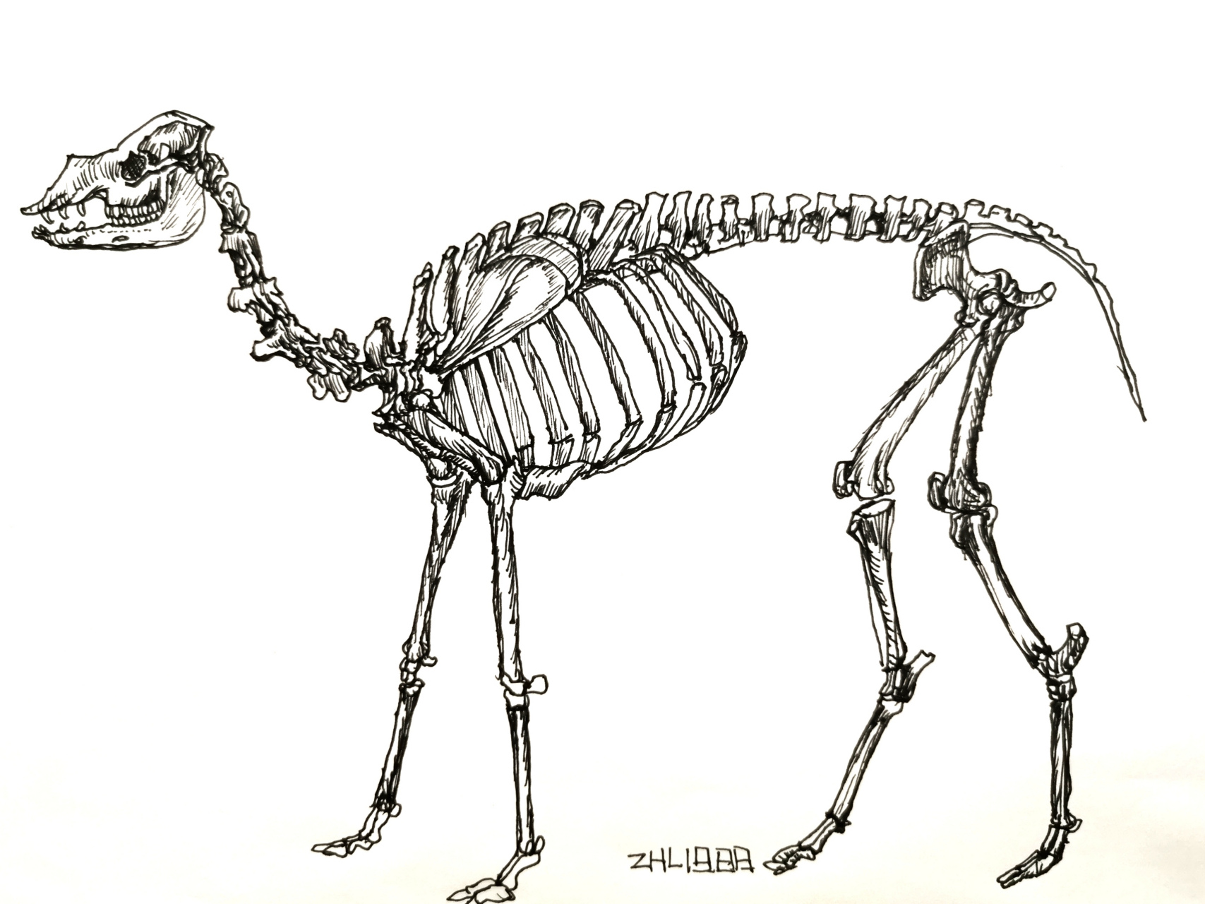 骆驼骨骼肌肉#骆驼线描#动物线描