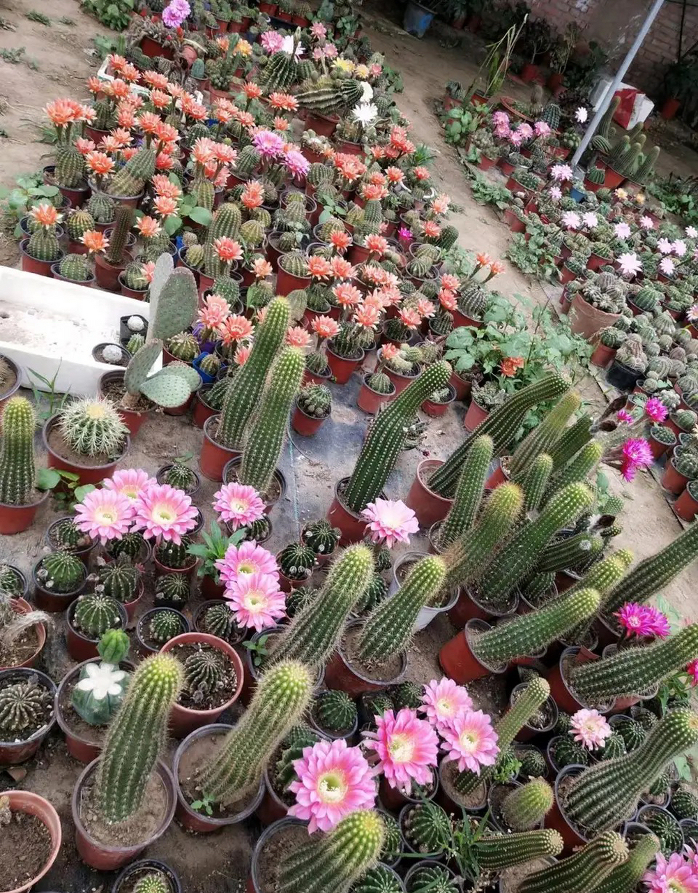 第一次看见专门养仙人球的大棚,群开的状态真壮观