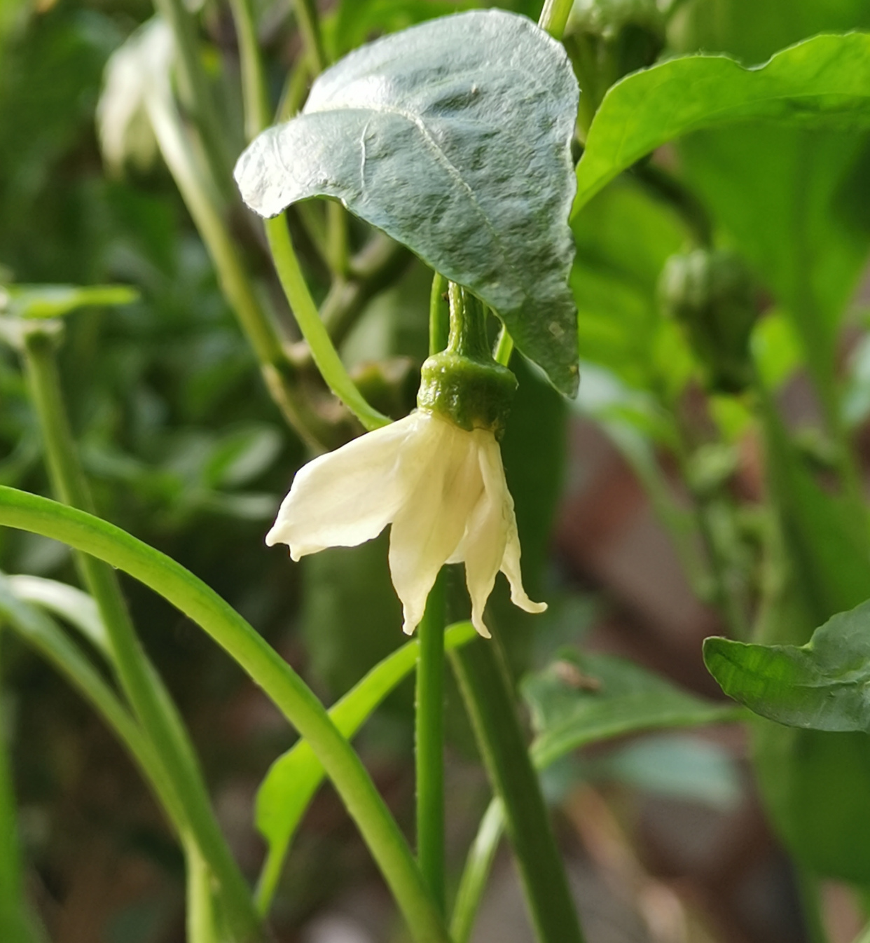 花花的世界:辣椒开花