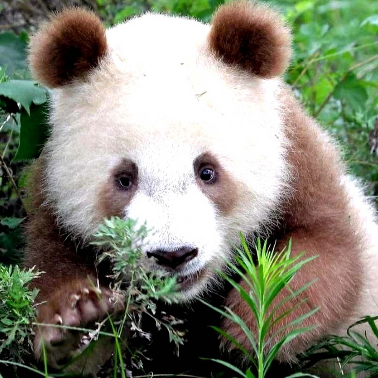 考古七仔小时候,太可爱了[心][心][心]