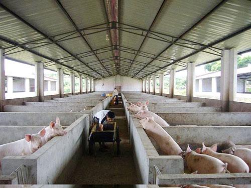 三,非洲猪瘟是猪场疫病防控的重中之重