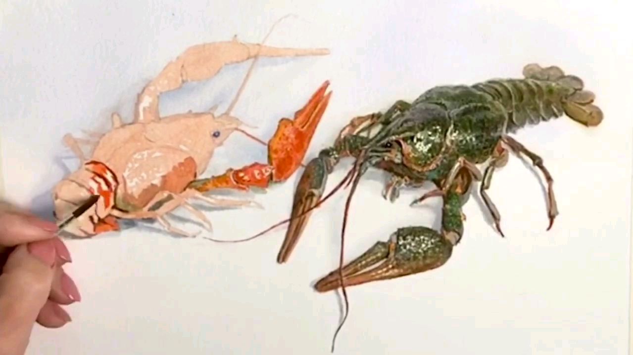 水彩写实小龙虾教学,速来围观