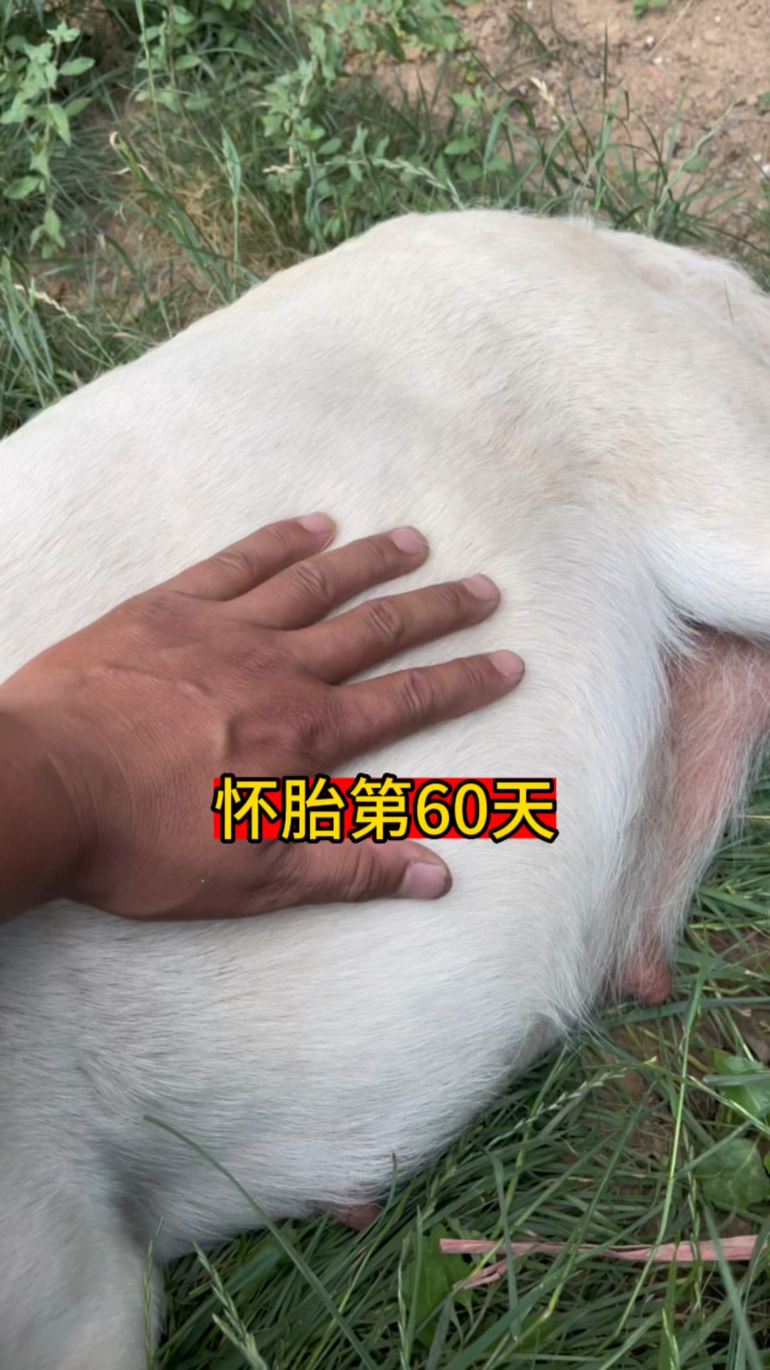 怀孕的第60天了