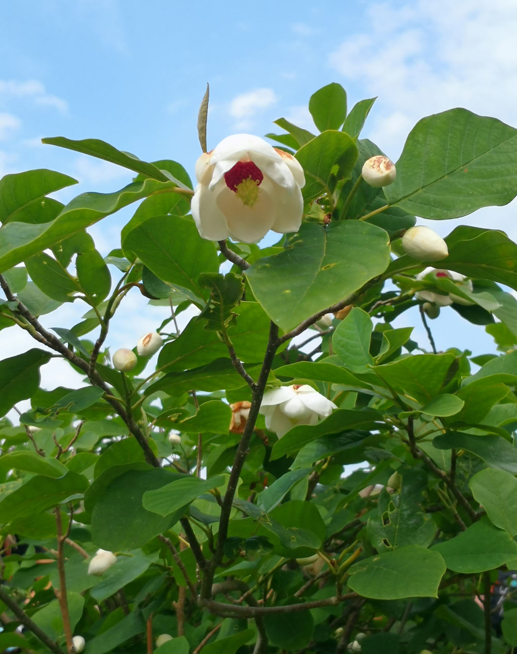 天女花oyama sieboldii,木兰科天女花属 67,天女花,有很轻柔的香气.
