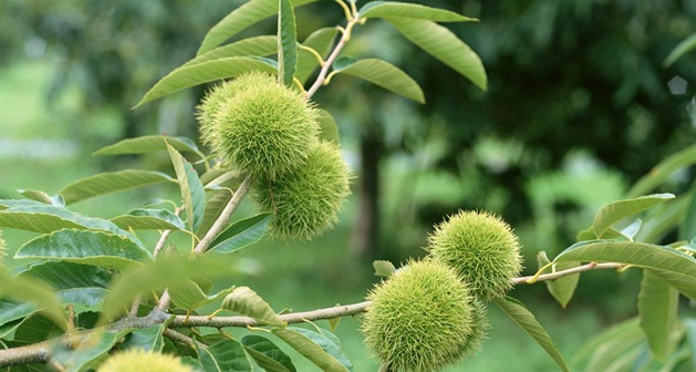 板栗树有公母吗