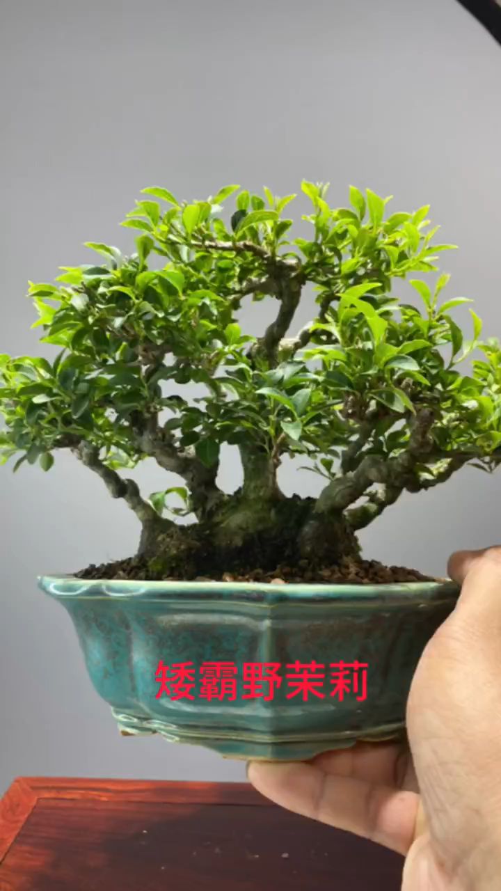 矮霸野茉莉微型盆景