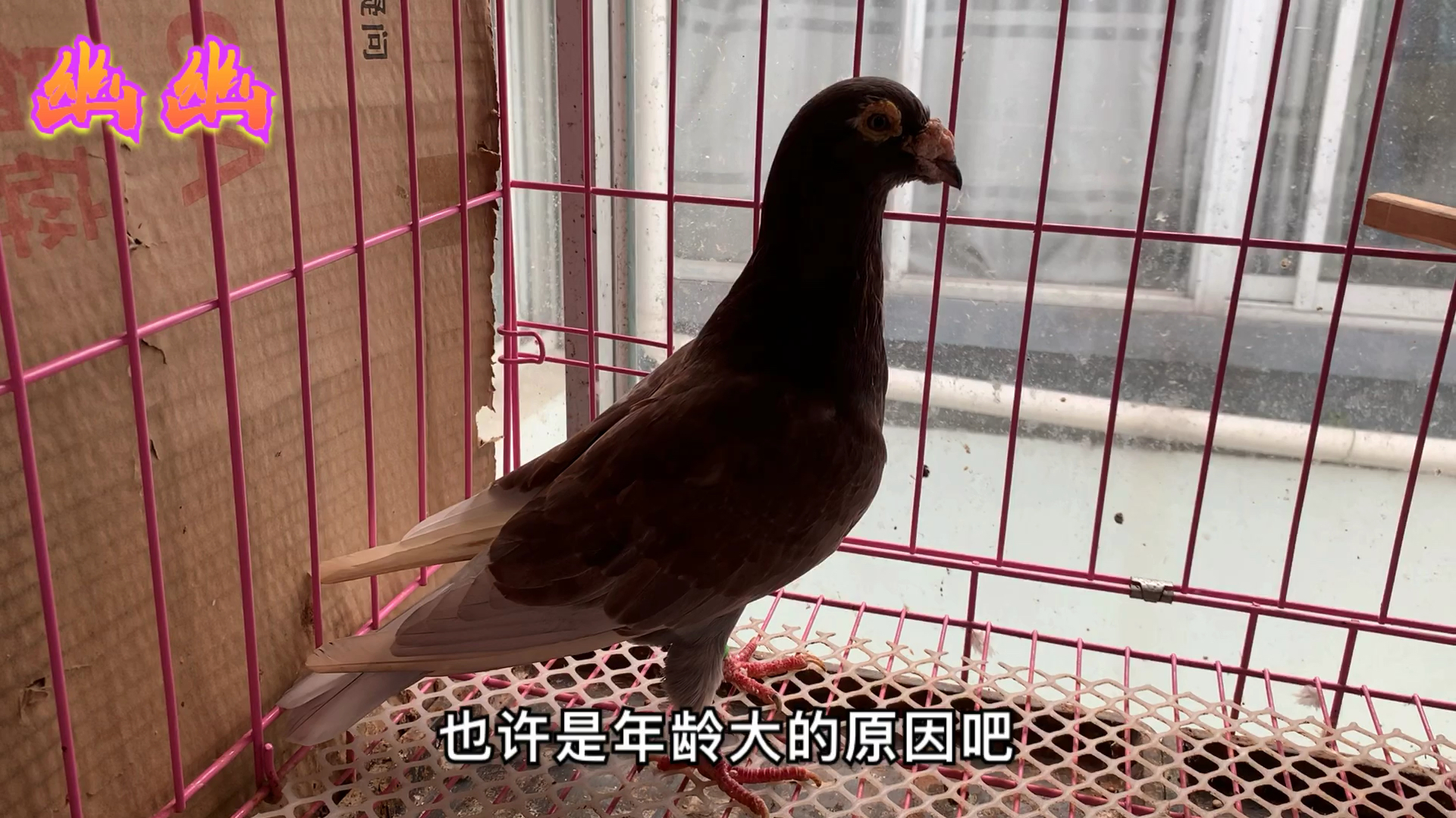 给11年的红色大鼻子鸽找老婆你可愁死我了,朋友们帮我看看配那只