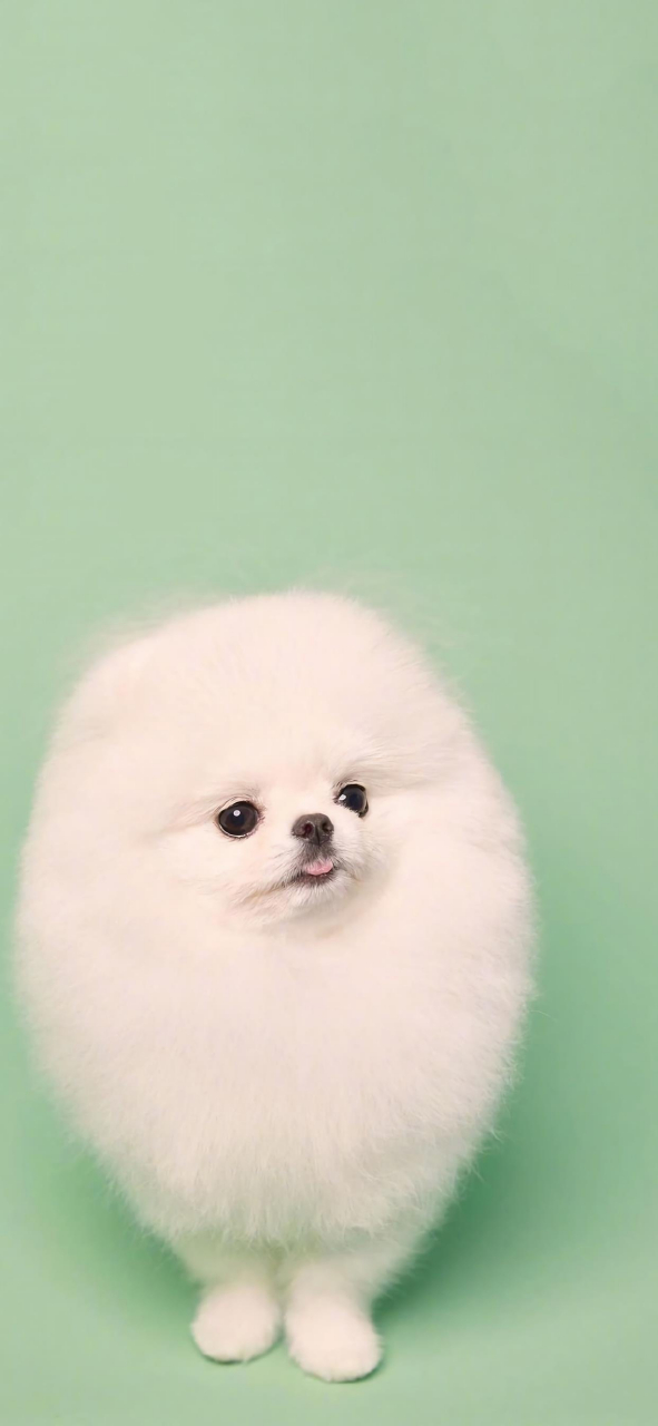 狗狗萌照,毛绒绒,雪白白,可爱爱