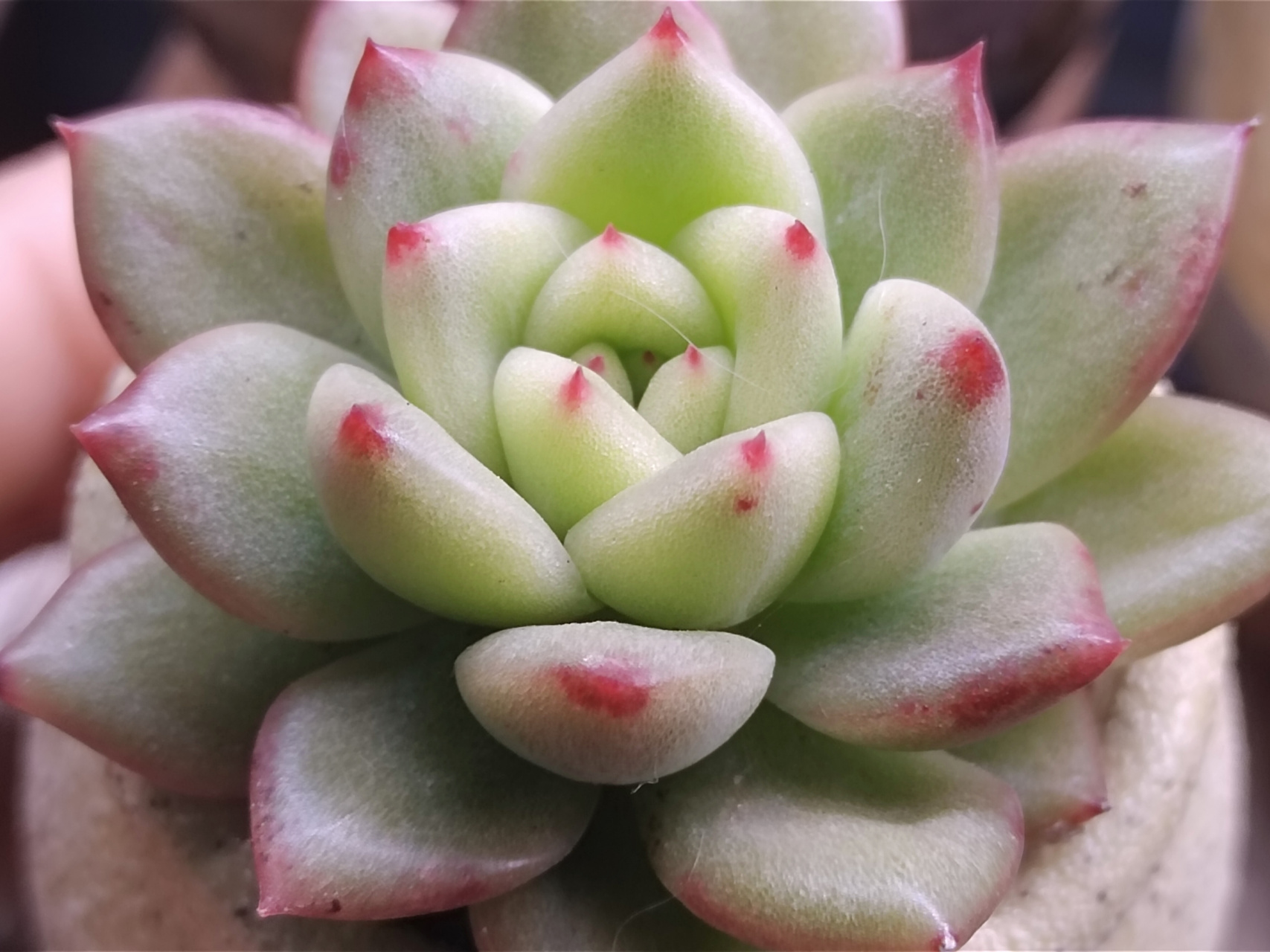 红国王,现在还是红尖配绿叶,不过叶片挺透的,细胞壁都能看到#多肉植物