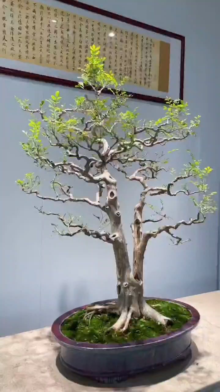 岭南盆景九里香,双杆夫妻树,一高一低,相倚相生,岭南枝爪,苍桑古朴!