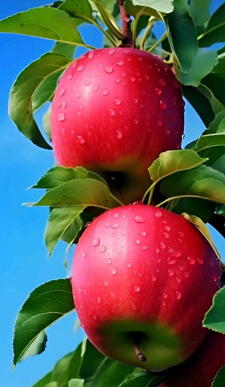 丰收的果园:鲜红的大苹果,很诱惑