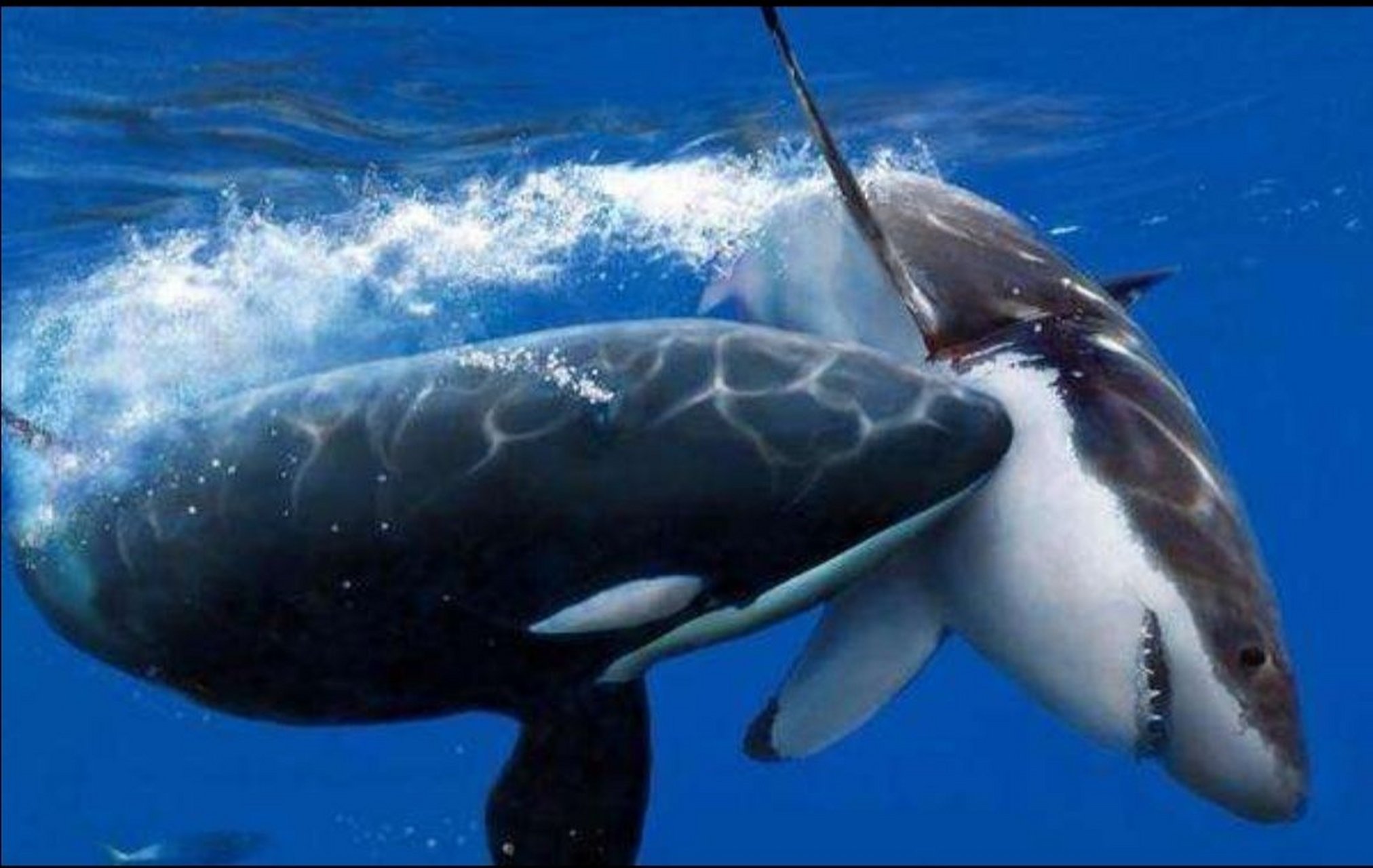 杀人鲸vs大白鲨战力对比