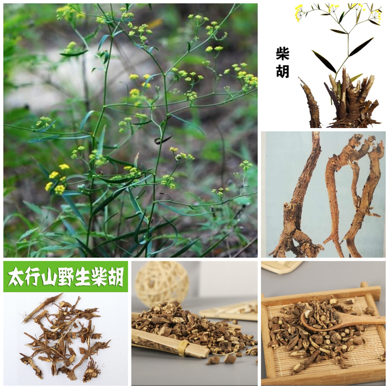 柴胡的功效与作用 解表退热,疏肝解郁,升举阳气.