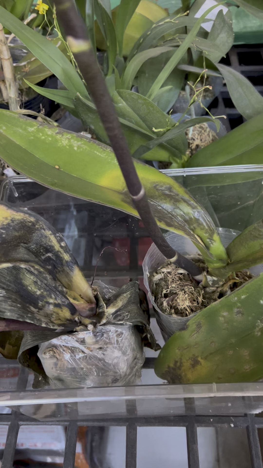 蝴蝶兰冻伤的后续!