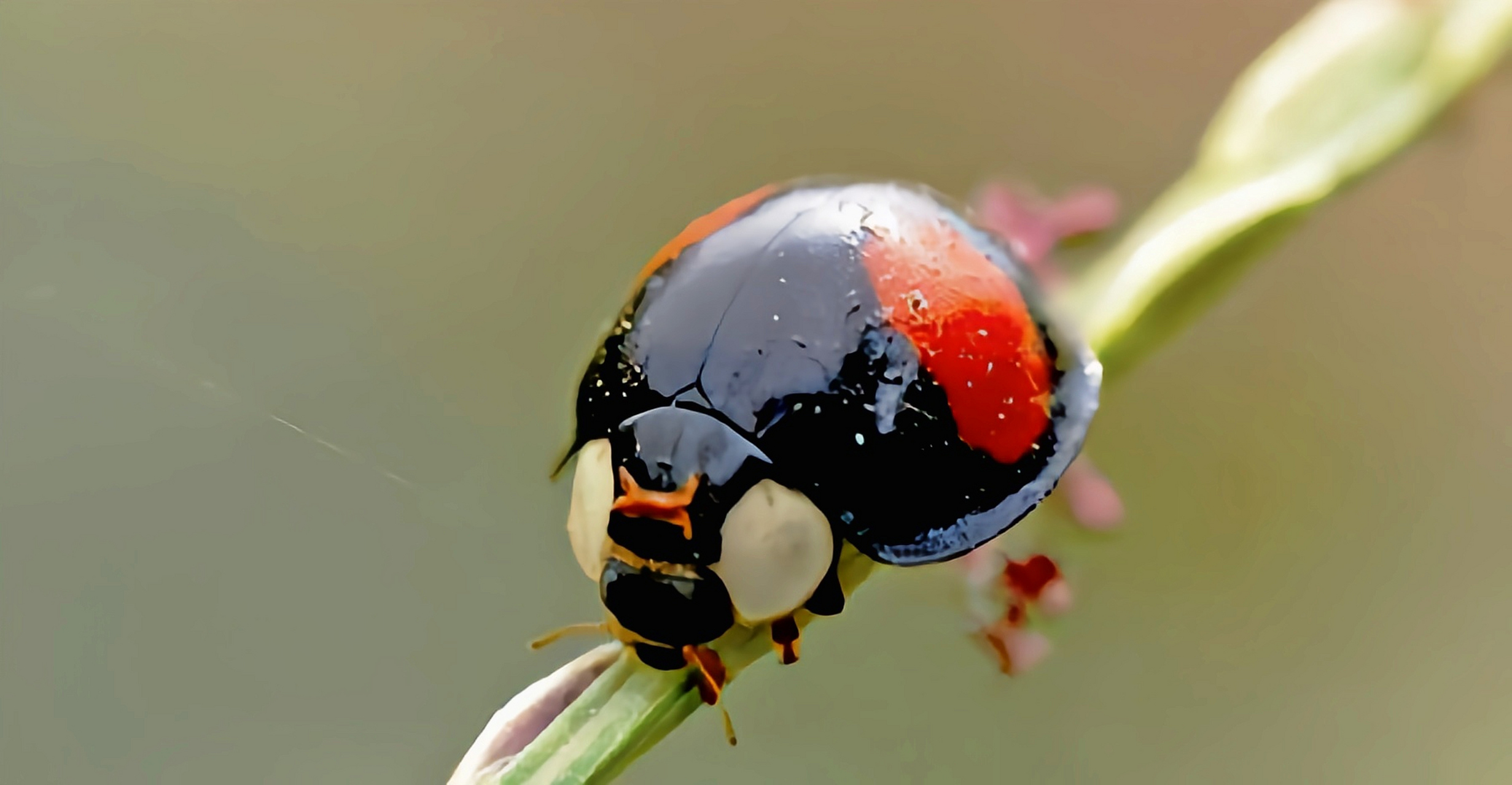 每天认识一种昆虫——赤星瓢虫  赤星瓢虫原产于亚洲,平地至低海拔