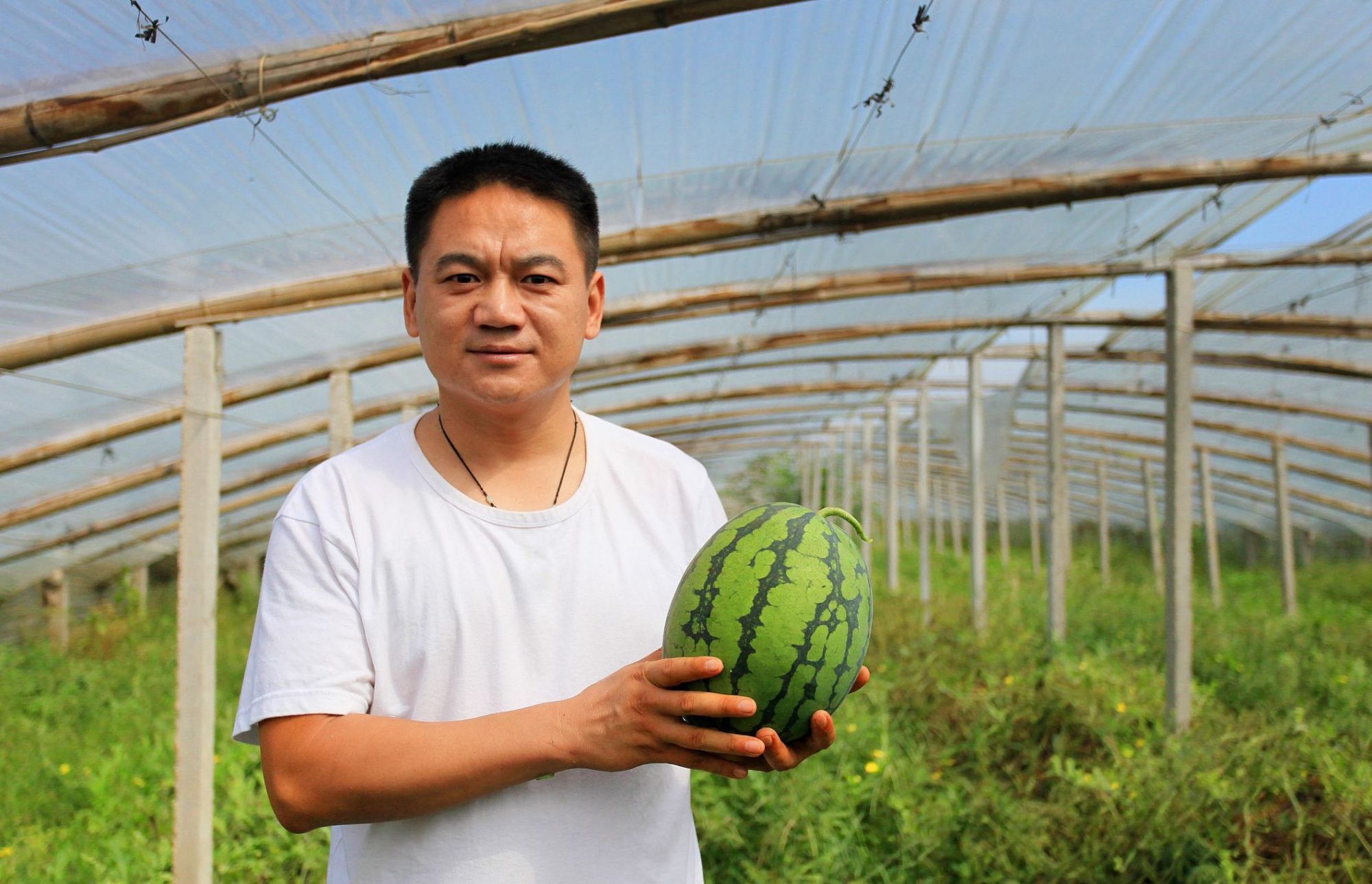 西瓜用药物催熟?老瓜农告诉你真相