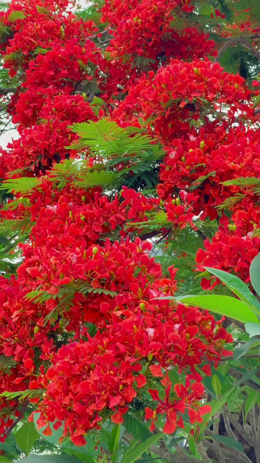 繁花似錦不負流年時光清淺許你安然鳳凰花花語離別思念