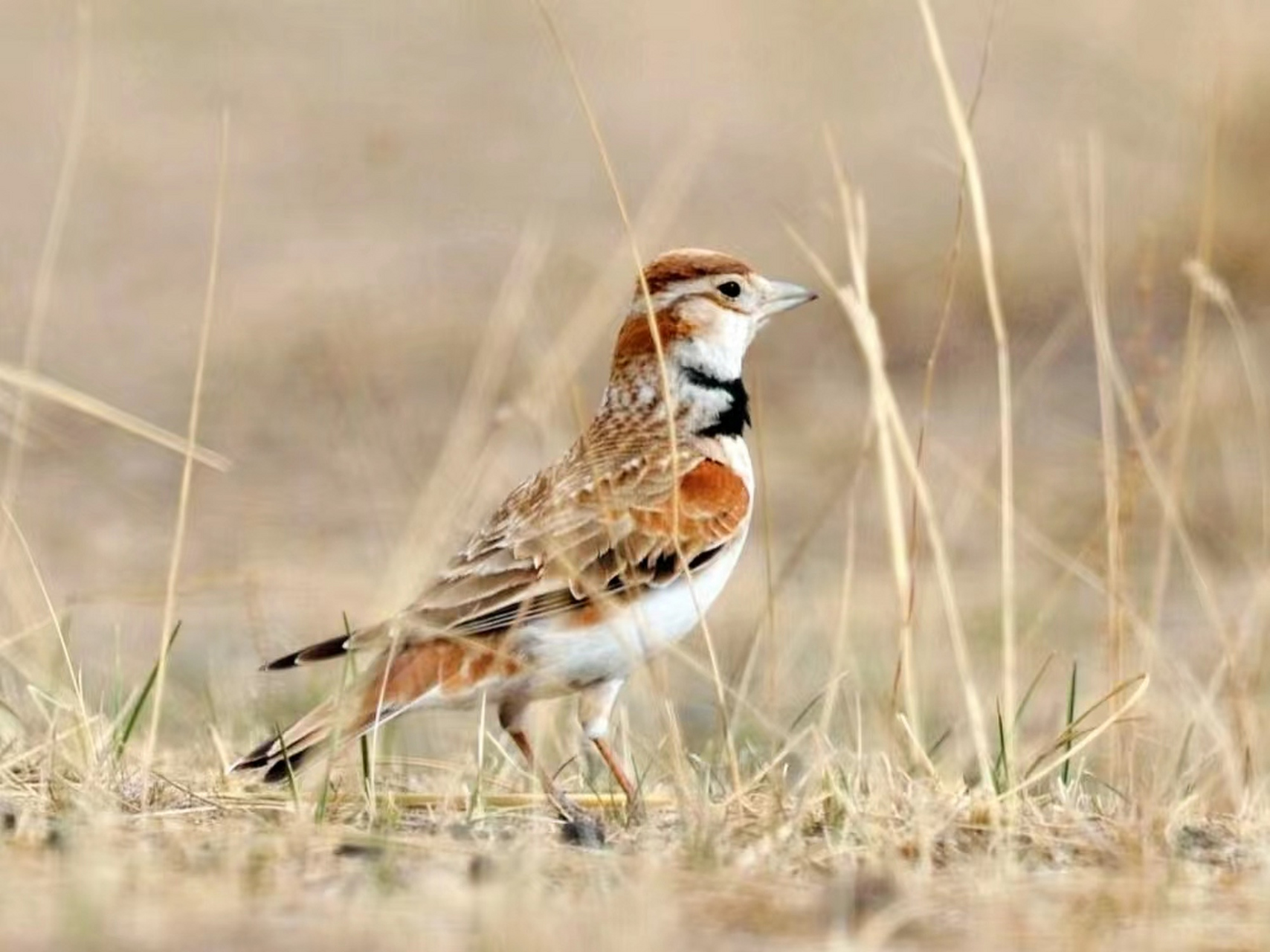 蒙古百灵鸟草原歌手(四大名鸟之首)#鸟