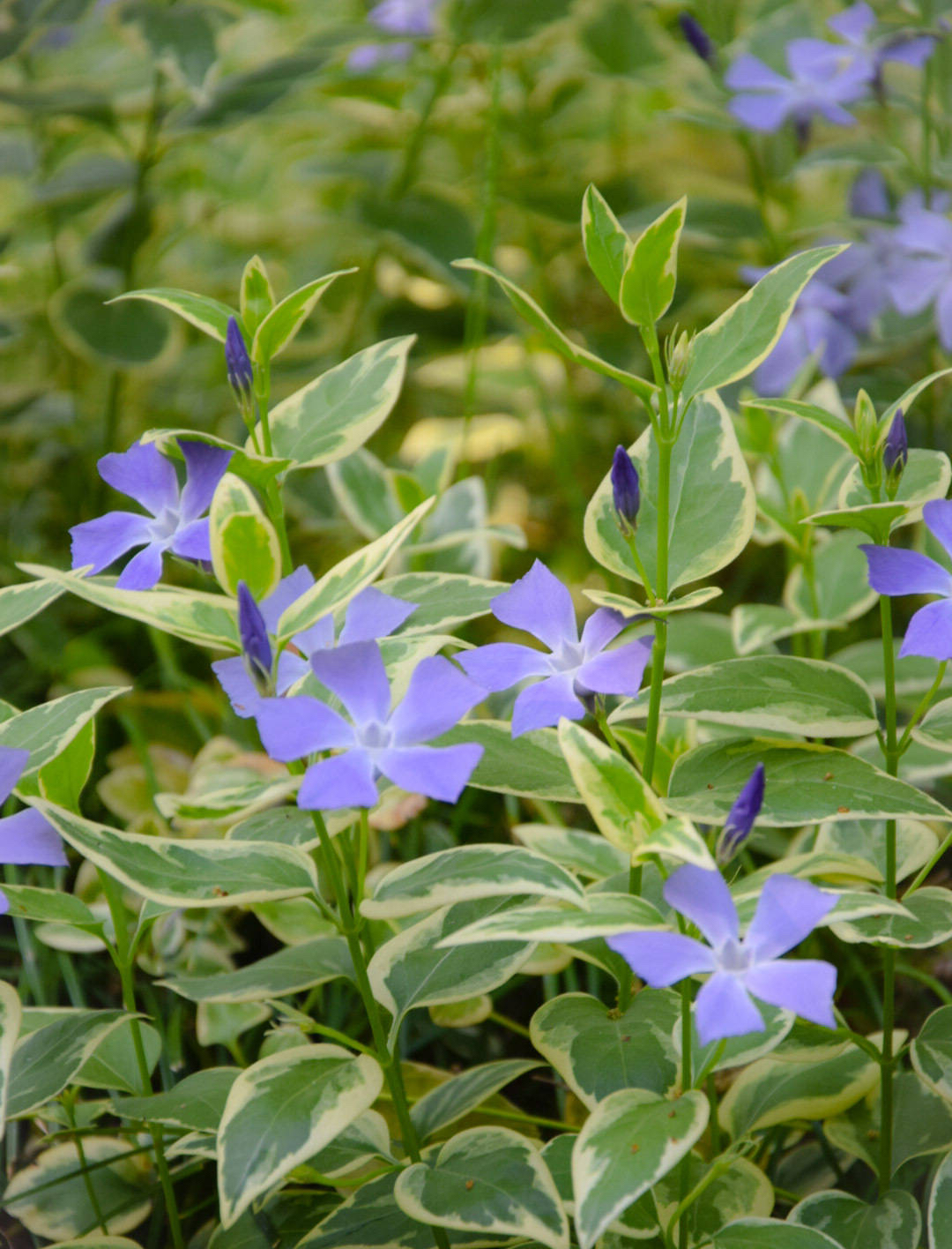 花叶蔓长春的养护3要点,枝条更多更长,花更艳更美,比绿萝还美