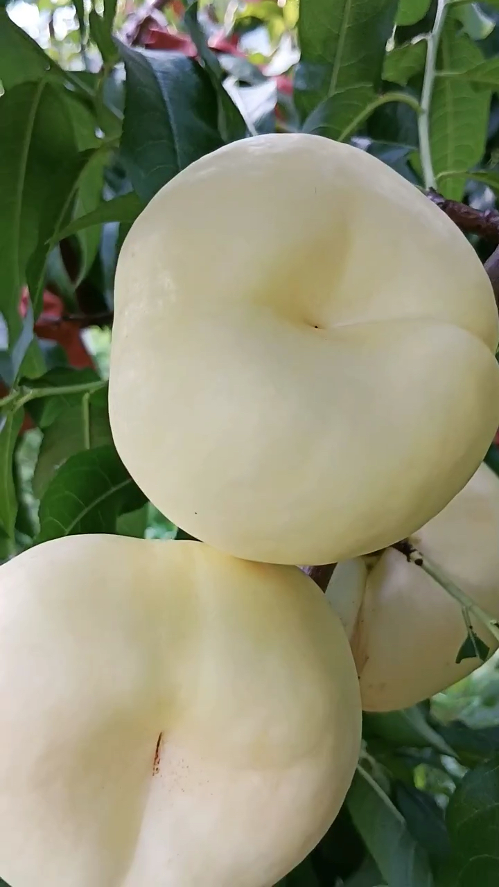 奶油蟠桃苗价格 品种长势旺盛 自花授粉 秋季移栽成活率高