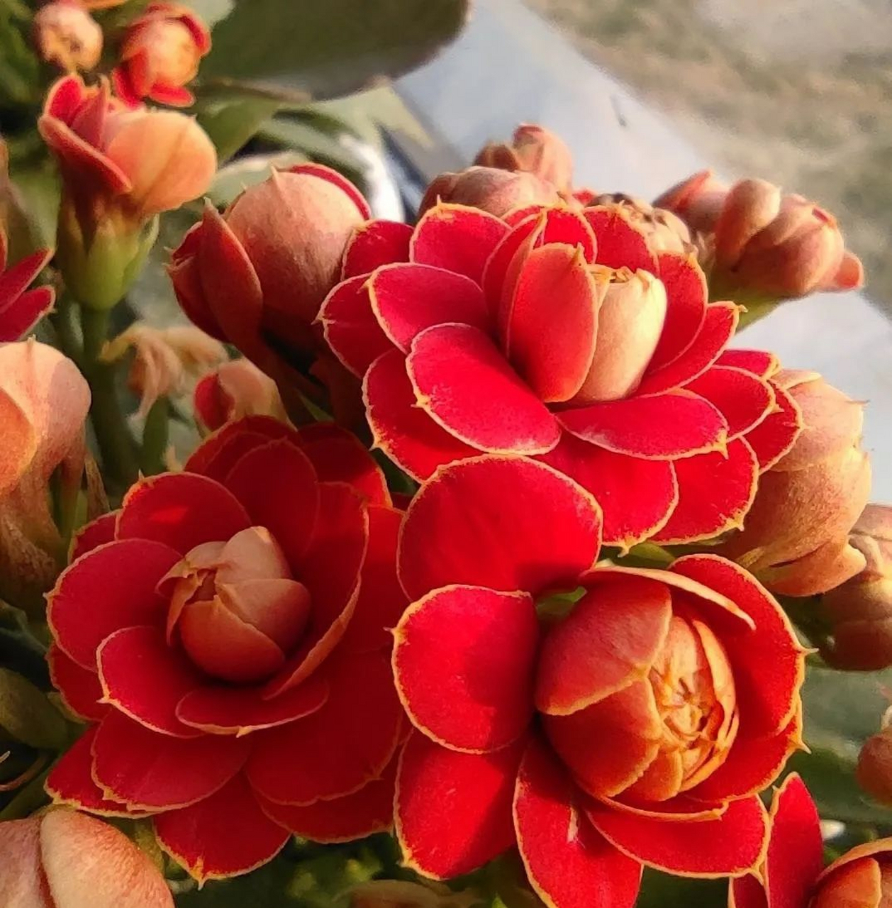 金狐狸 金狐狸是长寿花的一个品种,花期长达200多天,花开橙色带金边