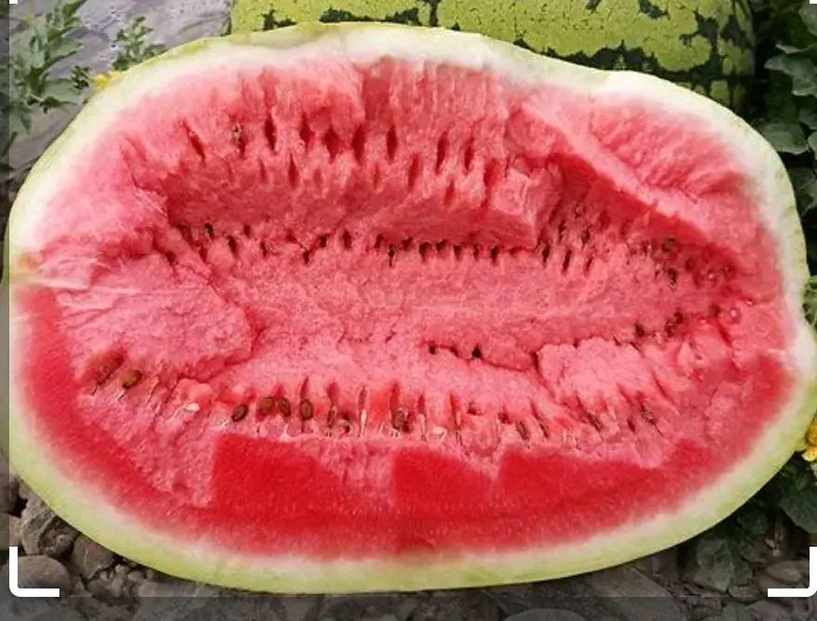 今天来到内蒙古巴彦淖尔临河市,因天气炎热就去超市转着想买个西瓜