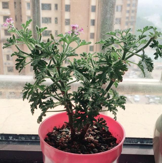 盆栽驱蚊草繁殖方法与养护技术措施