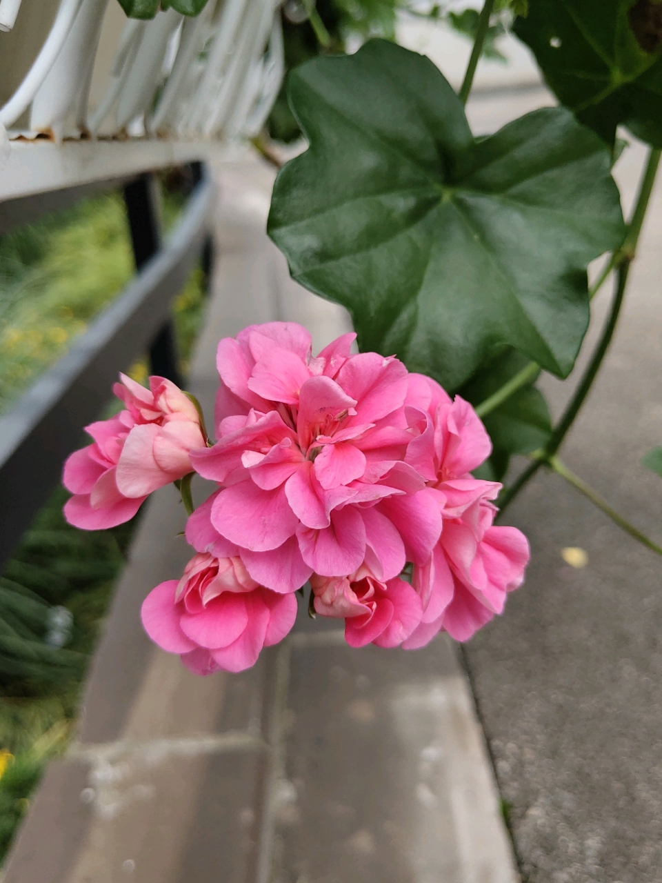 盾叶天竺葵(蔓性天竺葵)  98是牻(máng)牛儿苗科天竺葵属植物