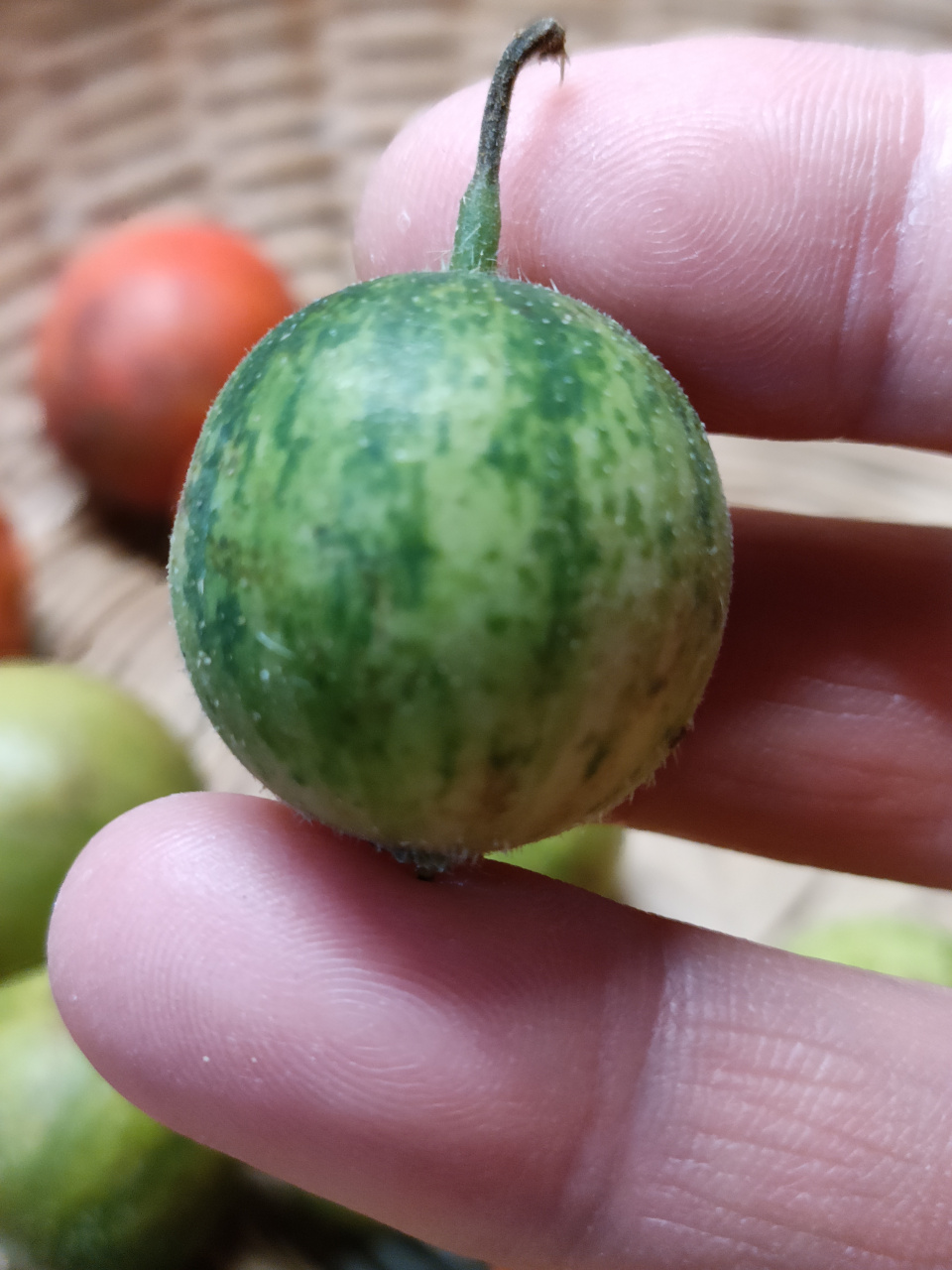 野地里拇指小西瓜,野地里毛毛草……都逃不出我们寻找的目光