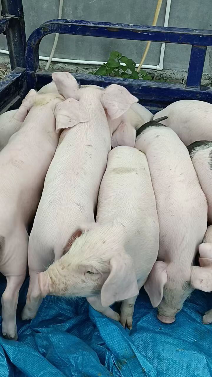 二代太湖母猪