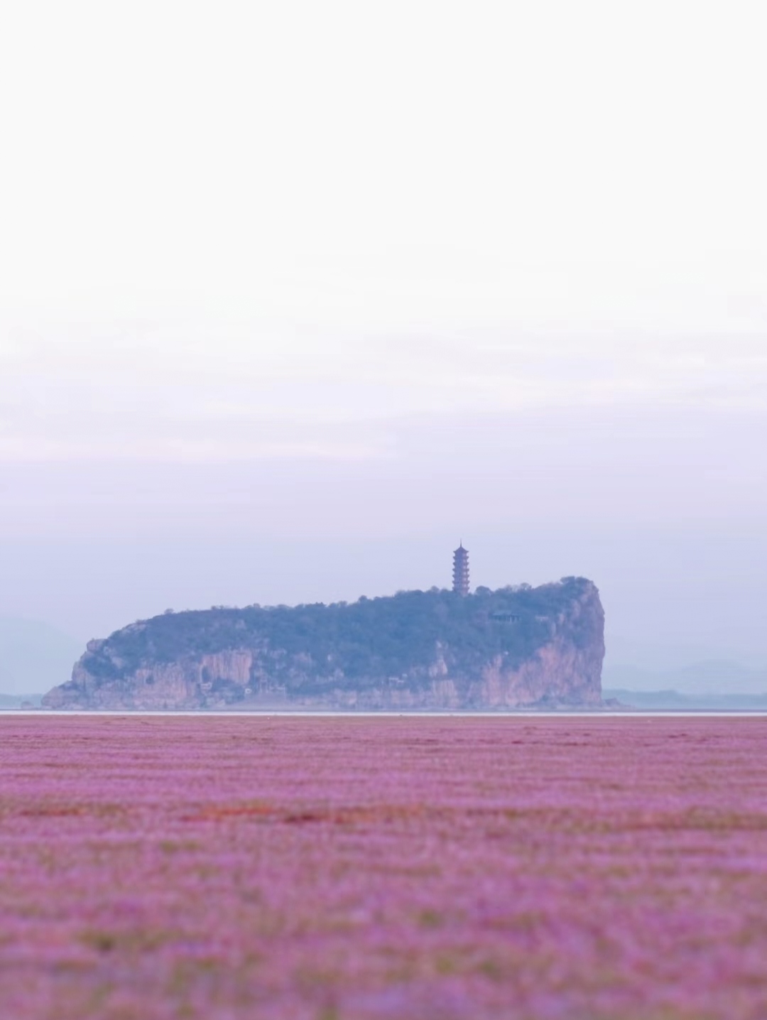 鄱阳湖花海图片