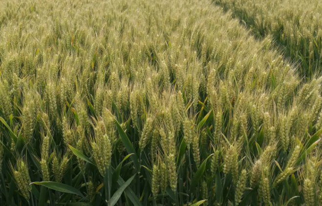 郑麦379小麦品种介绍