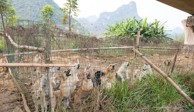 中国肉狗养殖基地图片