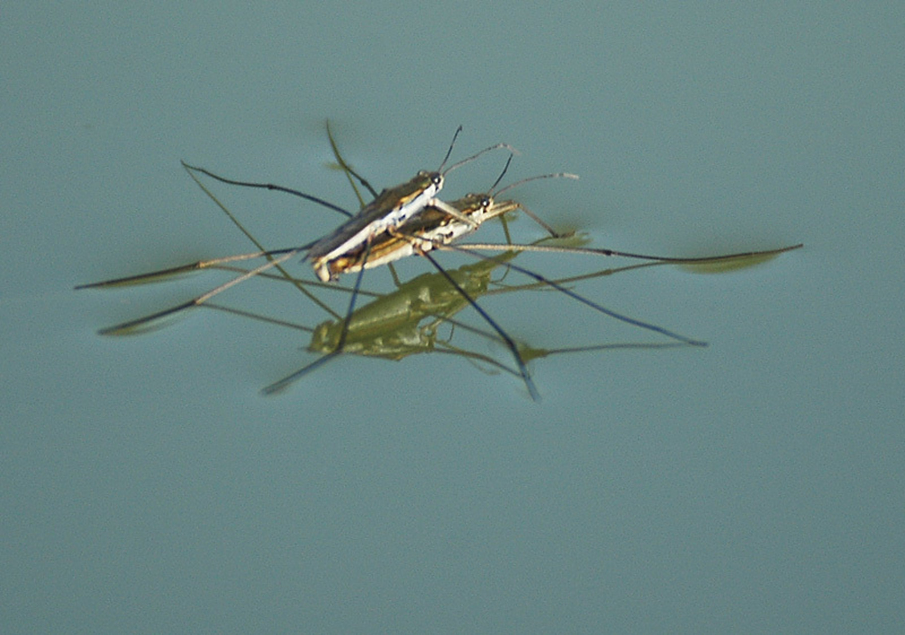 每天认识一种昆虫——水黾 水黾是半翅目黾蝽科昆虫.成虫体长1.1-1.