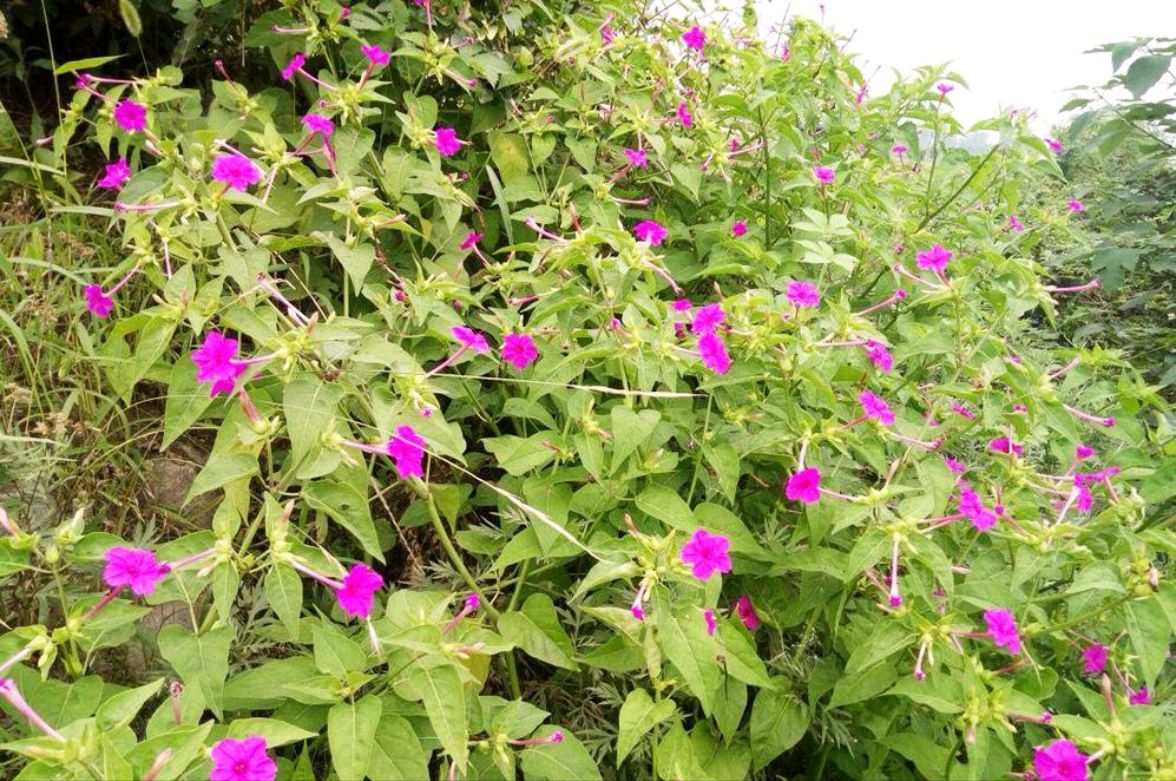 常见的紫茉莉花,却不知全身是宝,尤其根部最珍贵,市场30元1斤