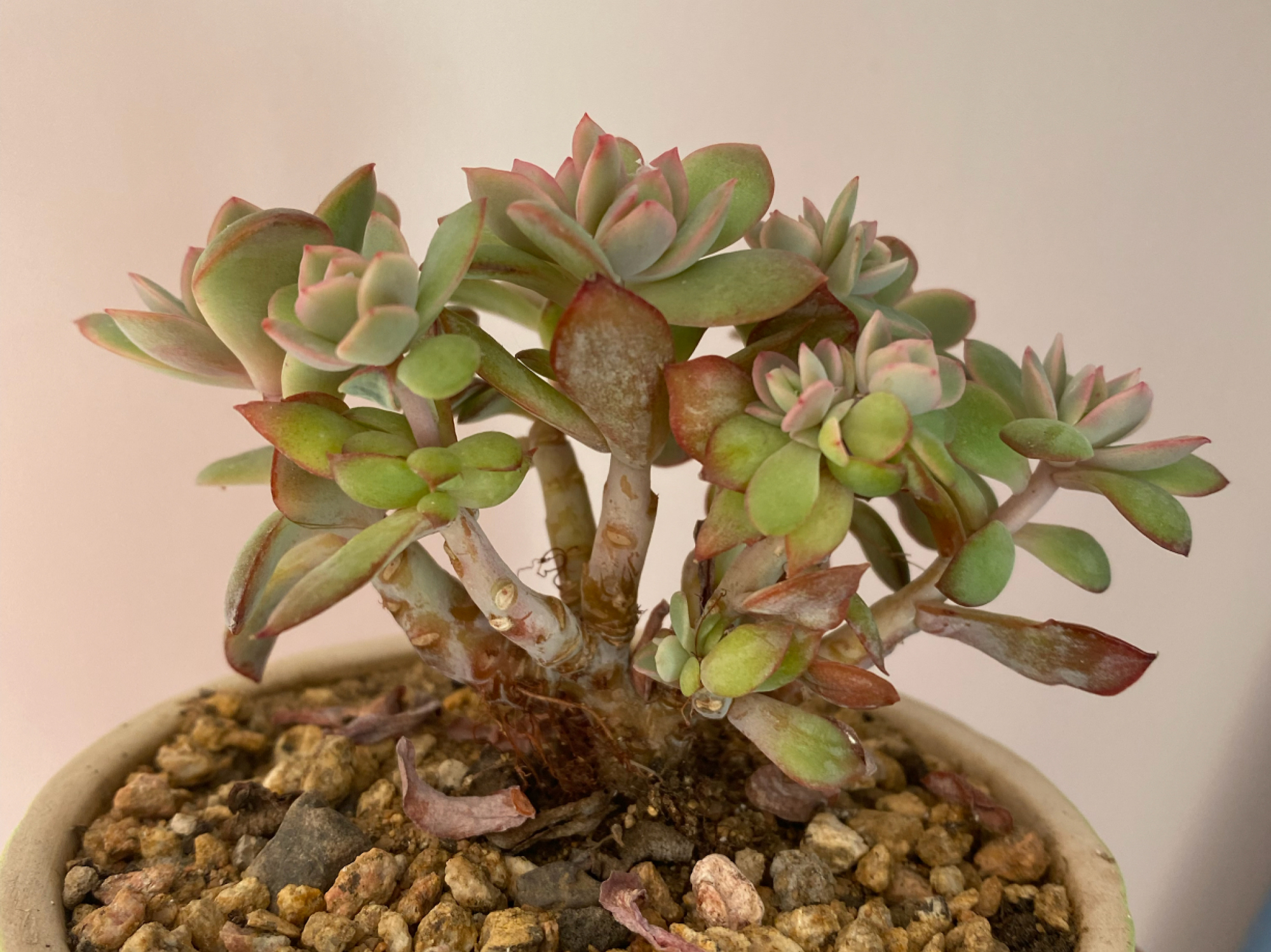 夏季绿如菜,秋冬红如火的绮罗,多肉中的5好品种,你养了吗?