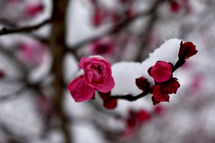 一半焰火一半雪,芳华燃尽迎春归
