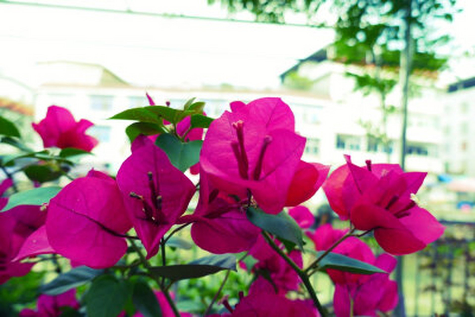 松下zs220与zs110区别,松下lx10与松下zs110拍照哪个好  我觉得松下zs